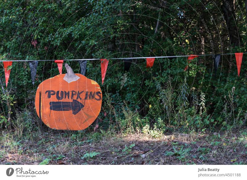 Hand painted sign that says "PUMPKINS" with an arrow pointing to right; in the background plants and a banner hand painted signage pumpkins pumpkin patch fall