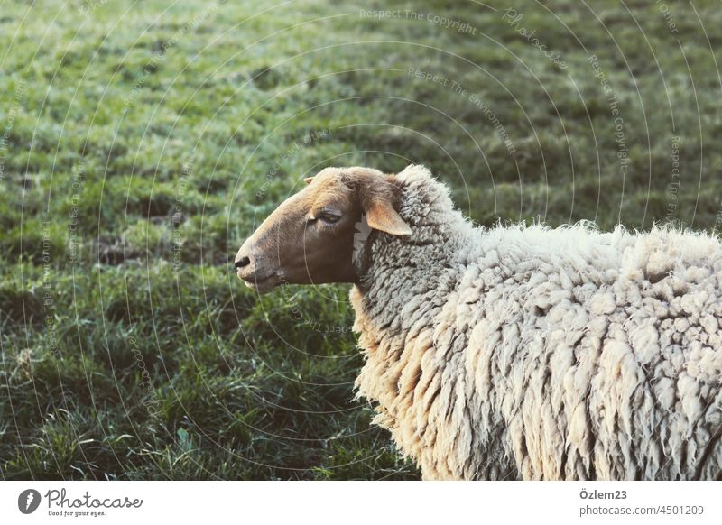 Sheep looks away Flock Lamb's wool sheep pasture dreamily Soft