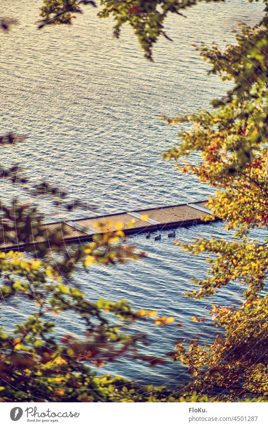 Jetty at the Flensburg Fjord Footbridge jetty shipping Water Baltic Sea Tree trees Treetop Foliage colouring Autumn Nature Exterior shot Surface of water fjord
