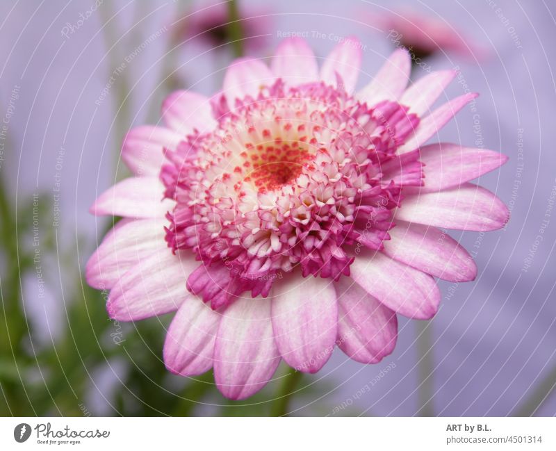pink flower all over portrait Flower flowery Blossom Pink Noble petals Garden Nature Plant
