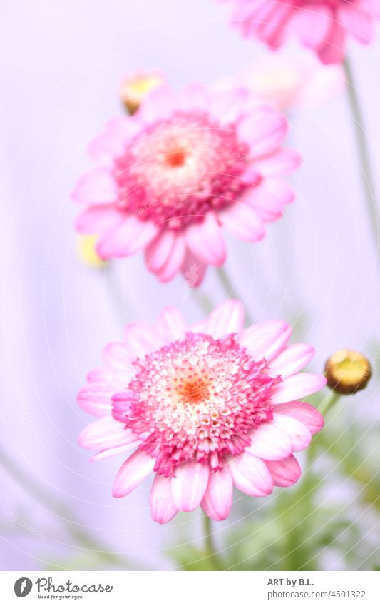 pink beauties, the one like the other... Flower Blossom Garden Pink Green flowery Nature Plant