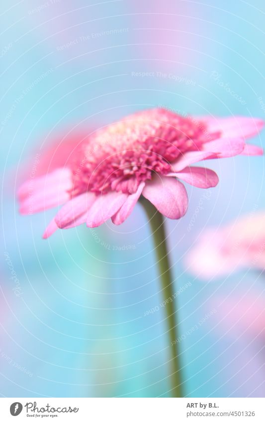 pink soloist portrait Flower flowery Blossom Pink Noble petals Garden Nature Plant by oneself