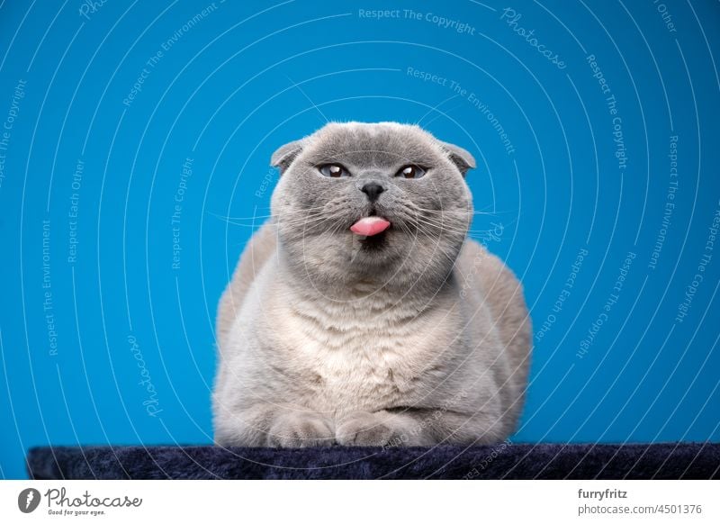 naughty blue point scottish fold making funny face sticking out tongue cat purebred cat torture breeding scottish fold cat studio shot blue background