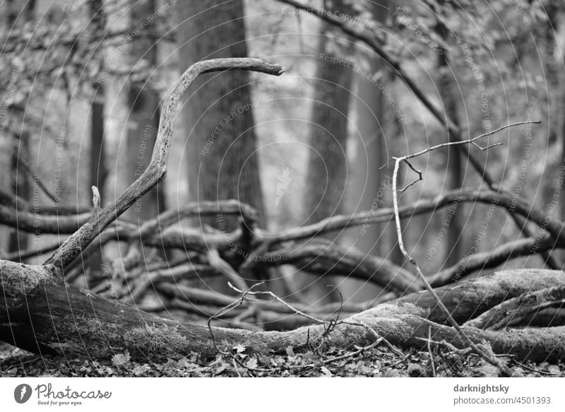 Tree trunks and branches in a forest at autumn season, deciduous forest and deciduous trees Forest Nature Autumn tree trunks Wilderness Forestry Deserted