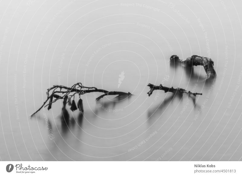 Branch in water Long exposure Water wather Nature Nature reserve Black & white photo Cold Landscape motion blur