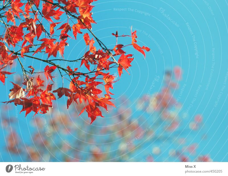 Red-Blue Sky Autumn Beautiful weather Tree Leaf Maple tree Maple leaf Autumn leaves Autumnal colours Early fall Branch Twig Multicoloured Exterior shot Deserted