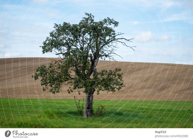 Landscape in summer Nature Close-up Rural Field Arable land acre Sky Tree Exterior shot Blue Deserted Day Colour photo Sunlight Weather Contrast Shadow Light