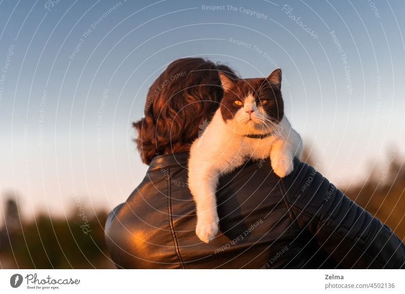 a young man walking at sunset with a serious british shorthair cat on his shoulder domestic animal pet owner outdoor sunlight sunshine male holding feline
