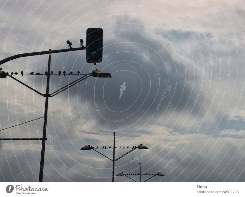 Birds sitting on lampposts in front of clouds Lantern birds Animal Seagull pigeons crow Sky rainy weather Clouds Clouds in the sky Cloud formation