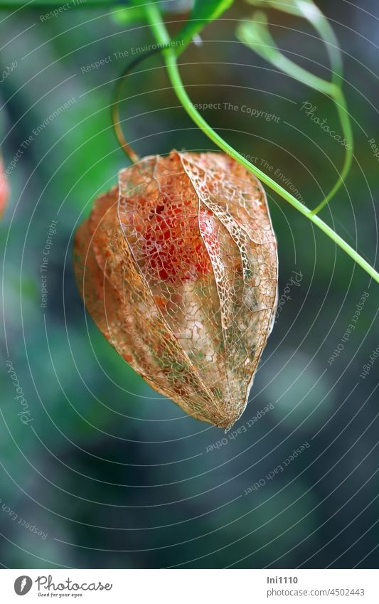 Physalis dry flower cover with ripe fruit Autumn Chinese lantern flower shrub Ornamental plant Physalis alkekengi Fruit lantern shaped Dry fruit jewellery