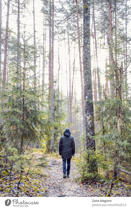 A man walking through forest hiking hiking in forest nature Baltics pine tree woodlands enjoying To go for a walk Tree Landscape Relaxation Nature Autumn trees
