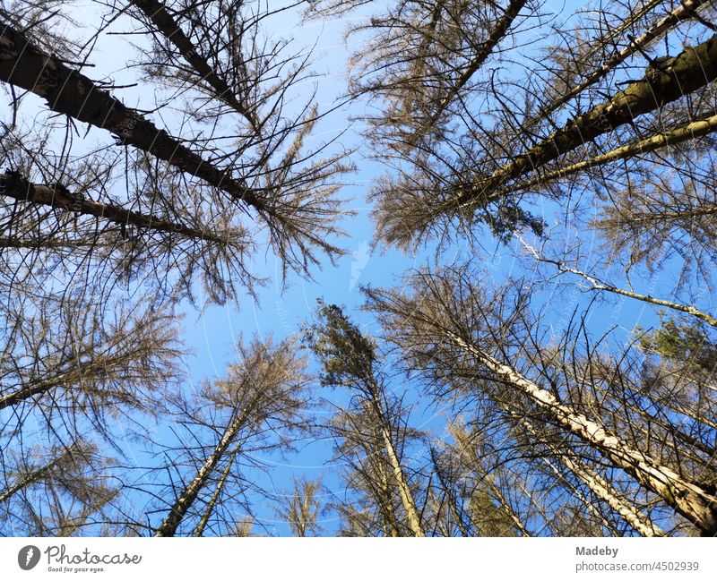 Old sick pine trees and pines in front of a blue sky in sunshine at the Hermannsweg in Oerlinghausen near Bielefeld in the Teutoburg Forest in East Westphalia-Lippe