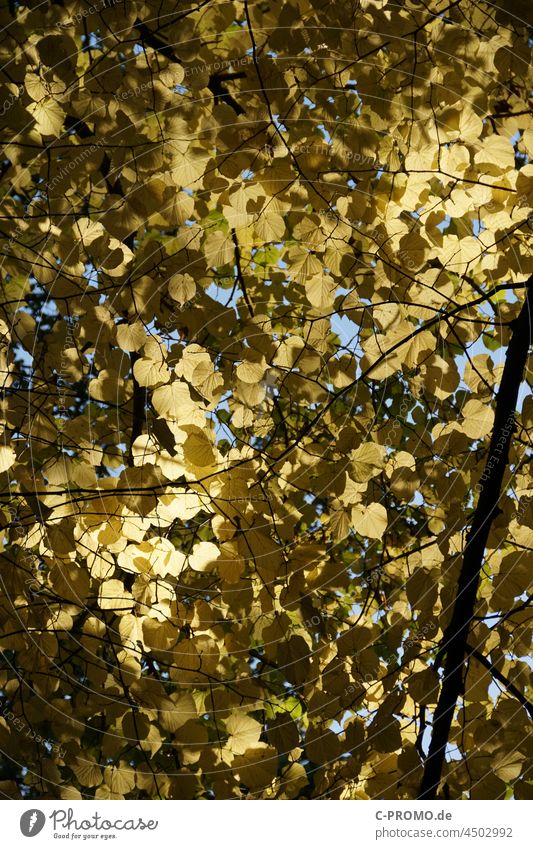 Golden autumn leaves Autumn Autumn leaves Forest Nature Exterior shot Vapor trail golden Sunlight co2
