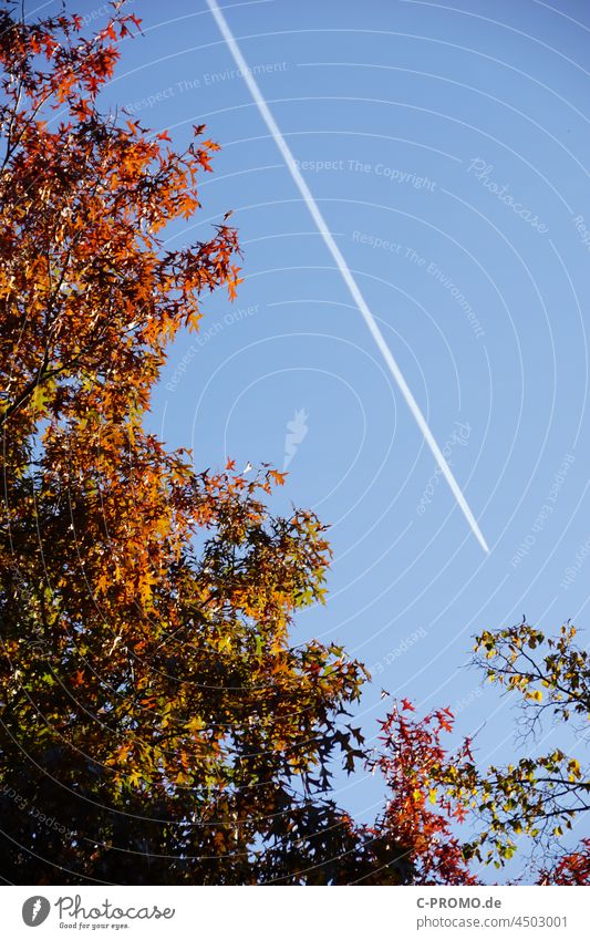 Autumn leaves and condensation trails in the sky Forest Nature Exterior shot Sky CO2 emission Vapor trail Airplane Cloudless sky Environment Air pollution co2
