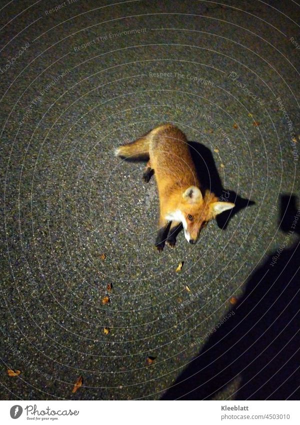 Nightly encounter of the animal kind - very young fox side view - shadow of a person taking photos with a mobile phone Fox nightly Animal Exterior shot