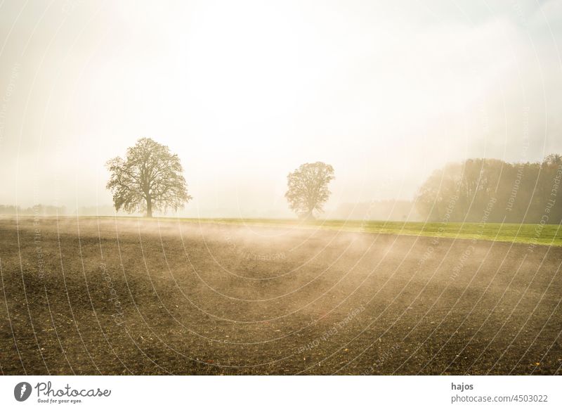 bald lime trees in fog in autumn mist haze seasonal white wet humidity Germany field ploughed meadow weather autumnal mystical mystery romantic fabulous