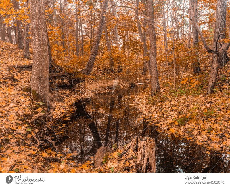 river in forest in autumn and leaves around it Autumn Autumn leaves Autumnal colours Nature Automn wood Autumnal weather Autumnal landscape Forest Tree Leaf