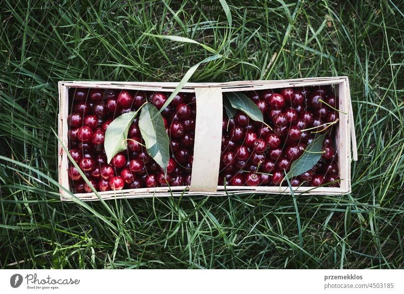 Ripe cherries in wooden basket on grass. Container full of fruits cherry picking harvest gathering juicy growth horizontal freshness harvesting healthy eating