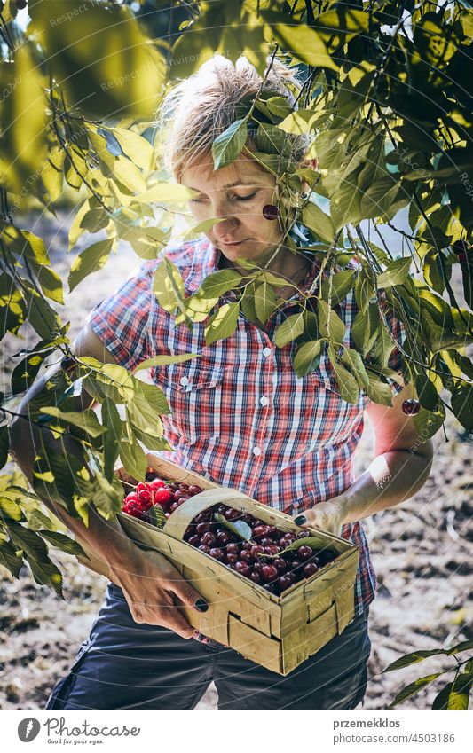 Woman picking cherries in orchard. Gardener working in garden cherry fruit farmer gardener woman harvest gathering juicy growth horizontal freshness harvesting