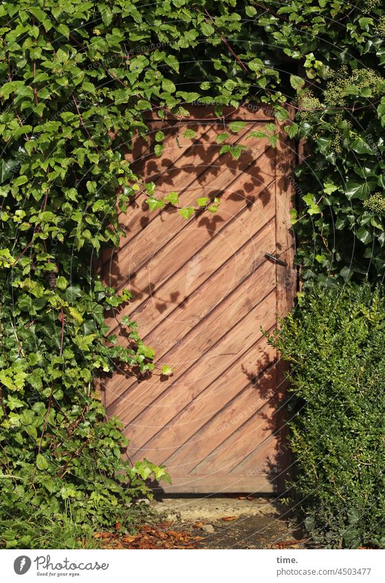Entrees (48) door covert vegetation Ivy bush Wood Wooden door sunny Mysterious unused Diagonal Beech