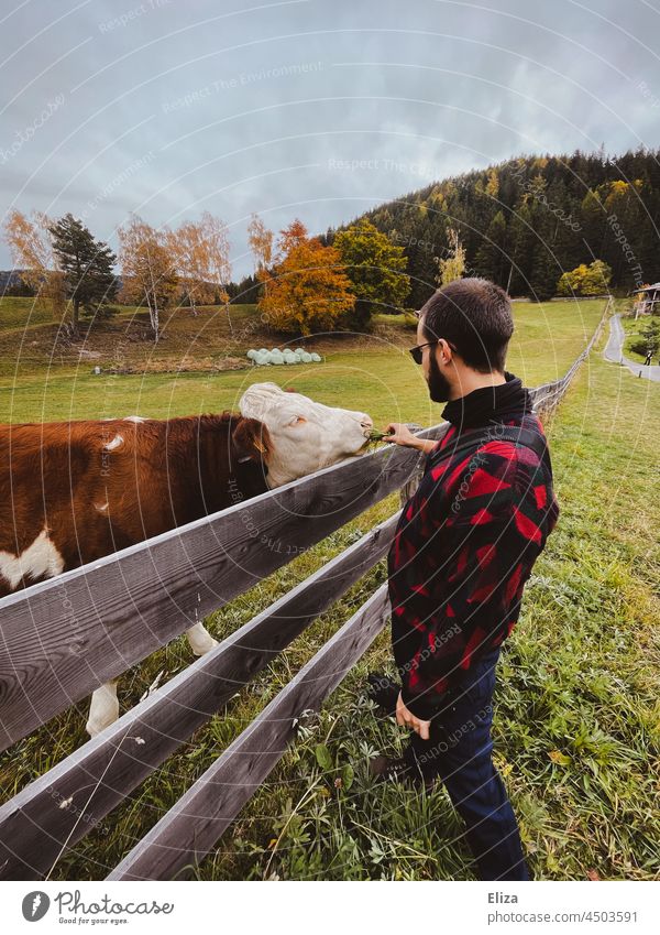 Man feeding a cow in the pasture in the countryside Cow Cattle Willow tree Fence Animal Agriculture Farm more adult Rural Nature Love of animals Feeding