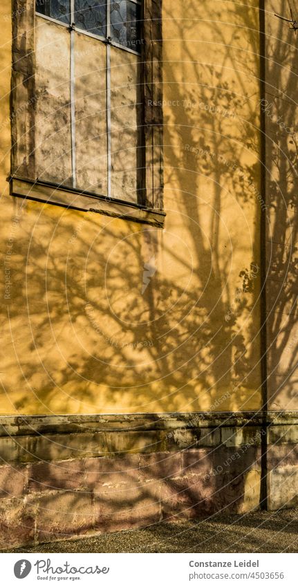 Shadow of an autumnal deciduous tree on yellow house wall. Autumn Autumnal Beautiful weather Yellow yellow background Tree Window Exterior shot Autumnal colours