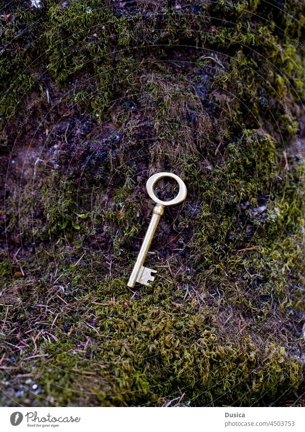 Golden key on mossy bark tree outdoors lost