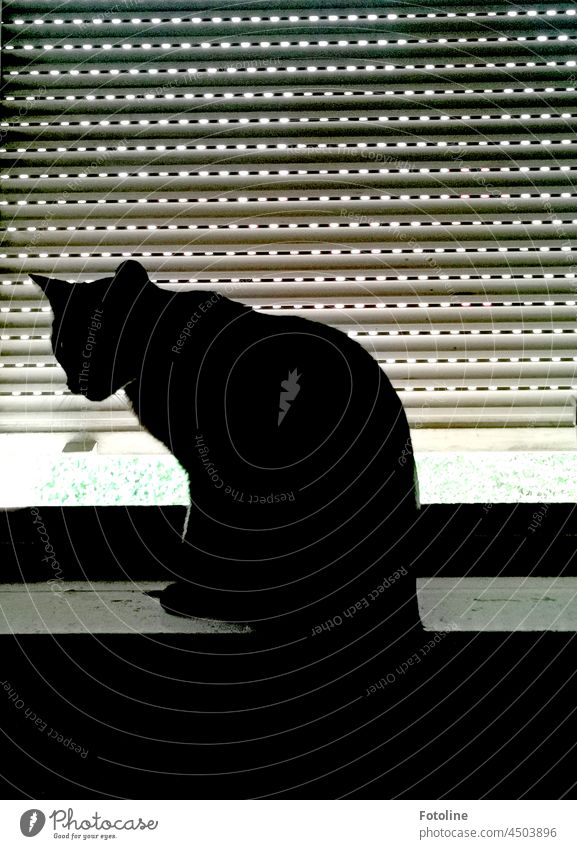 Hocus pocus fidibus, three black cats. All right. It's only one. But he's black from head to toe. He sits on the window sill in front of a blind. hangover Black