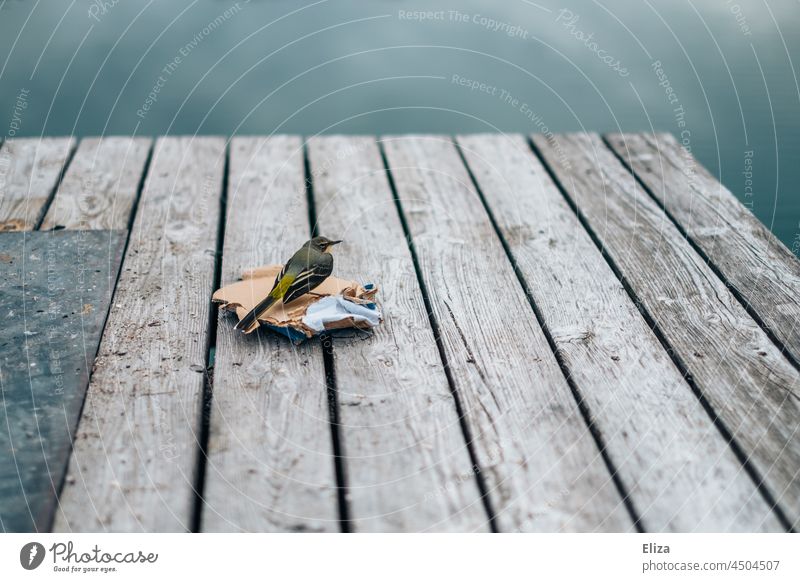 Bird sitting on a piece of cardboard on a jetty by the lake Lake Footbridge Water Sit by oneself Lonely Nature Grey Wagtail