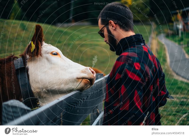 Man with cow in the pasture in the countryside Cow Cattle Willow tree Fence Animal Agriculture Farm more adult Rural Nature Love of animals