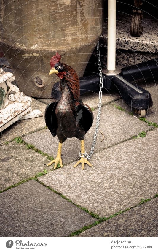 Taken in chains custody . The cock was tied up with a long chain . There was no escape on the sidewalk possible. Rooster Exterior shot Animal portrait