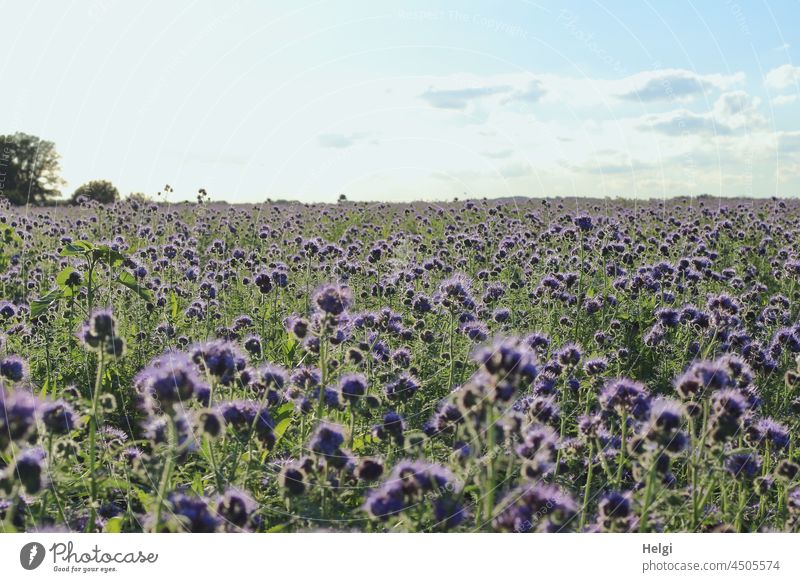 Autumn blossoms - flowering Phacelia as a soil conditioner in agriculture on a huge field phacelia Honey flora bee friend Tufted Beauty tufted flower Field acre