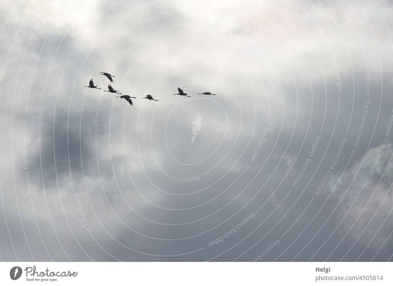 Lightness - cranes flying against cloudy sky birds Migratory birds bird migration Cranes group Autumn Sky Clouds Silhouette Ease Freedom Flying Wild animal