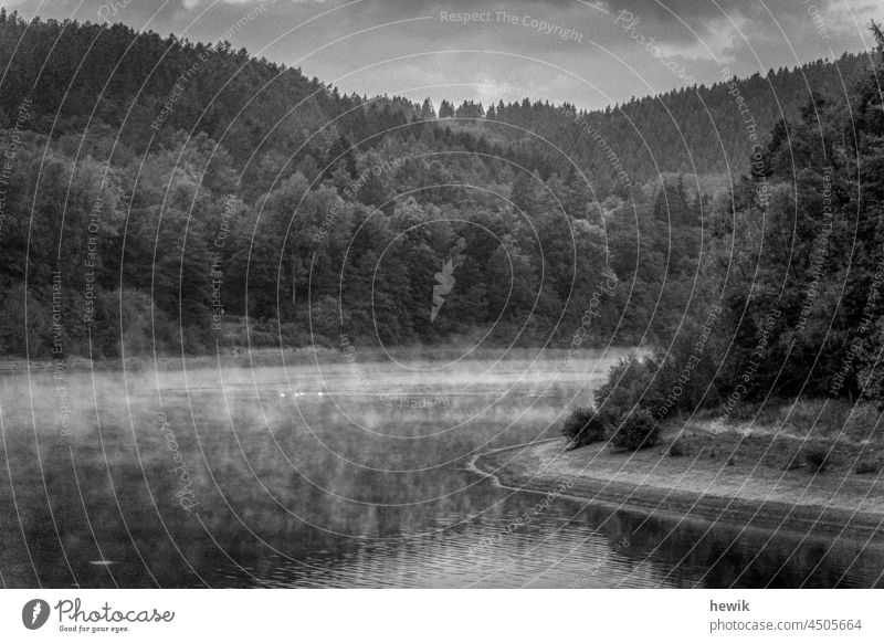 Reservoir with light haze and a few swans Landscape Black & white photo Water Forest Nature Fog steamy Lake