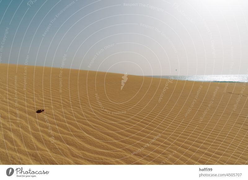 Dune landscape at the Atlantic Ocean with glistening light at the Atlantic Ocean Africa Landscape Climate Nature Environment silty Beach Hot Drought Desert Sand