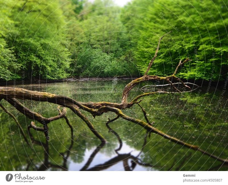 Teich mit Totholz im Wald Ast modrig Baum tot Wasser Natur Idylle Spiegelung grün braun Pflanzen Landscape Calm Park Loneliness Dark green Mysterious