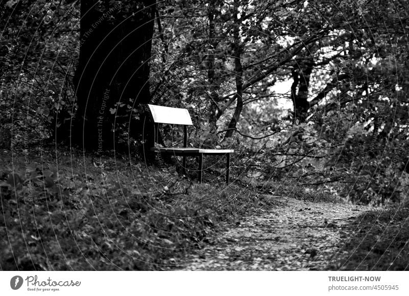 At the tree a bench / inkling of autumn monochrome / Kammerspiel of light Autumn Forest forest path off ways paths Bench Empty Tree twigs leaves Woodground