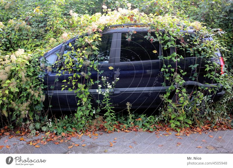 surreal I long term parking car Car Vehicle Ivy overgrown Roadside jungles automobile urban jungle Disposed of Disposal disused Nostalgia rust bucket