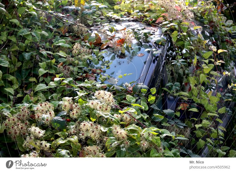 hiding place I he who seeks finds Vehicle Car car overgrown Ivy jungles automobile urban jungle Weed Bushes shrubby uncontrolled growth Overgrown Hiding place
