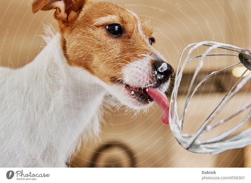 Dog lick electric kitchen mixer whisk dog hungry fun pet tongue canine animal appliance background blender bowl care cheerful cook cooking cute domestic dough