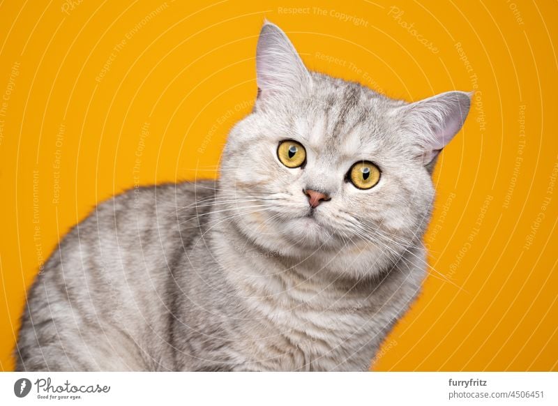 cute fluffy british shorthair cat on yellow background purebred cat pets yellow eyes fur feline young cat studio shot portrait indoors looking at camera curious