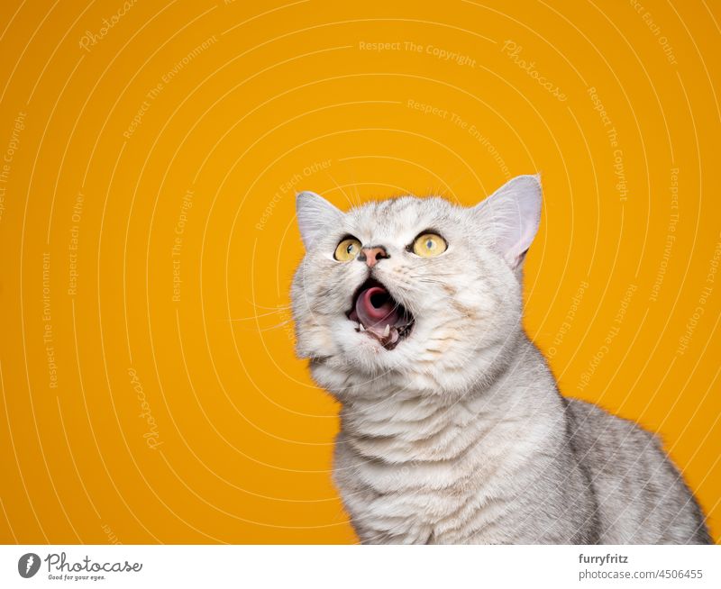 hungry silver tabby cat rolling tongue licking lips on yellow background purebred cat pets british shorthair cat yellow eyes fluffy fur feline cute young cat