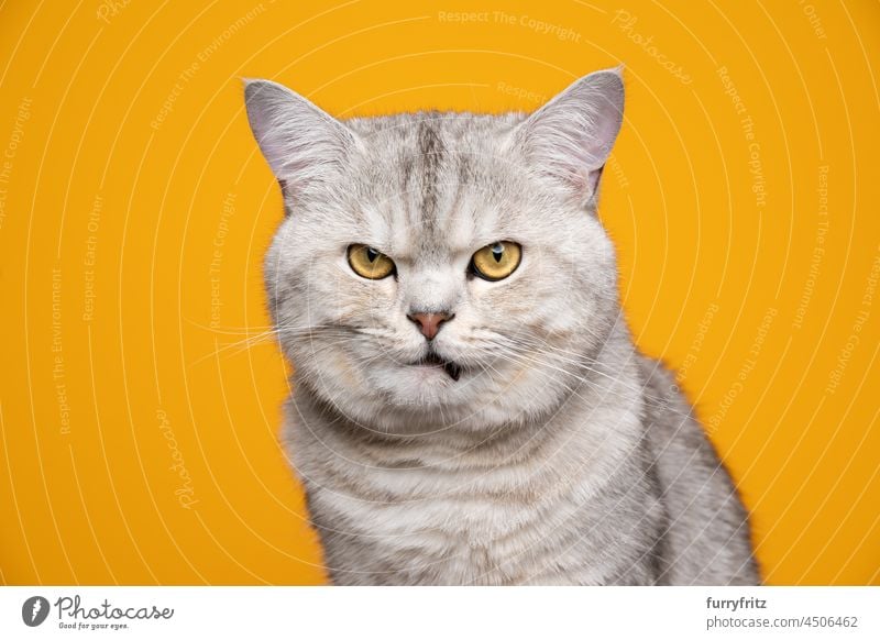 funny british shorthair cat looking displeased and angry on yellow background purebred cat pets yellow eyes fluffy fur feline cute young cat studio shot