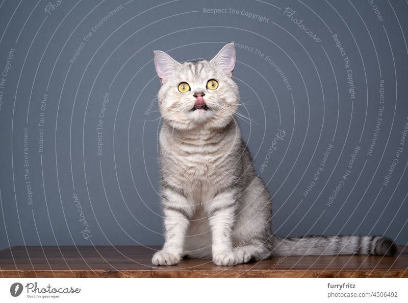 curious cat sitting on wooden table licking lips on gray background purebred cat pets british shorthair cat yellow eyes fluffy fur feline cute young cat
