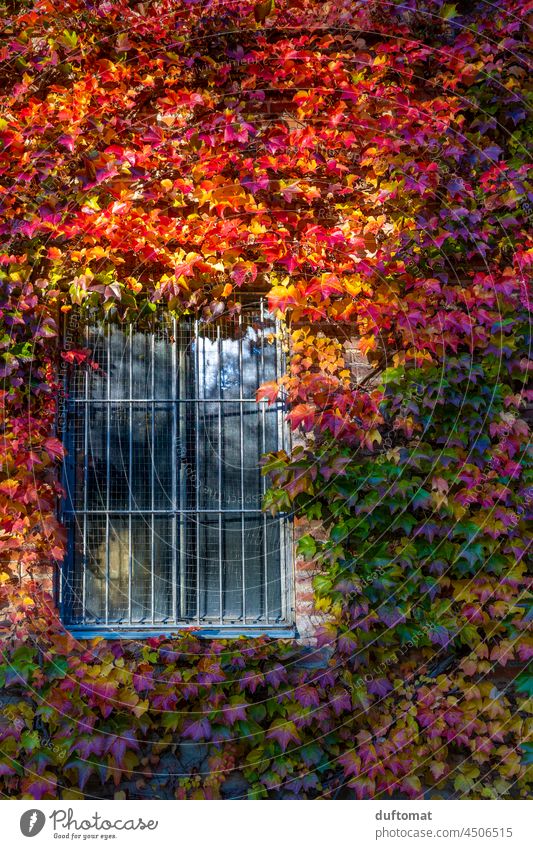 Window covered with red colored leaves Autumn Vine Leaf Nature naturally vine Plant Red Virginia Creeper Autumnal Brick wall Autumn leaves purple