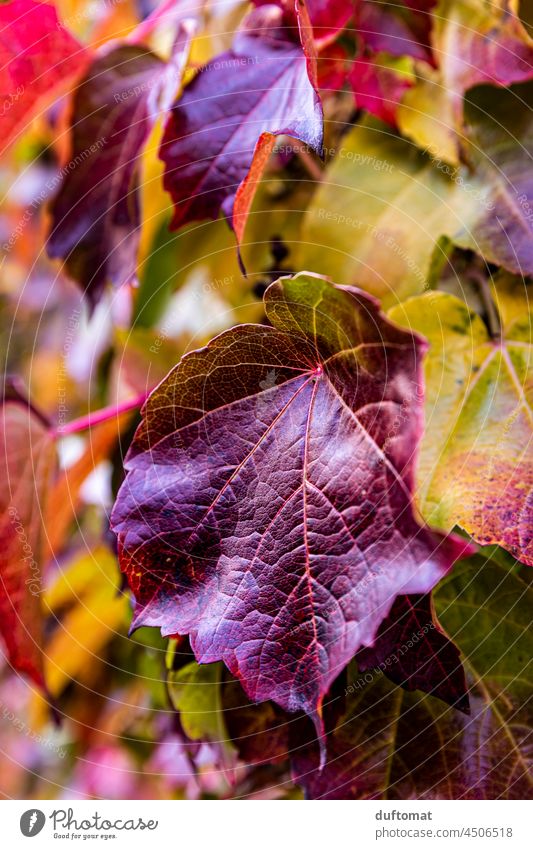 Autumn red vine leaf Vine Leaf Nature naturally Plant Red Virginia Creeper Autumnal Autumn leaves purple Autumnal colours Wall (building) Tendril Wall (barrier)