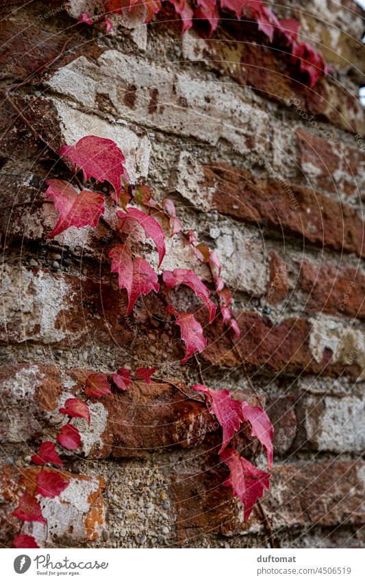 Autumn red plant tendril on brick wall Vine Leaf Nature naturally vine Plant Red Virginia Creeper Autumnal Brick wall Autumn leaves purple Autumnal colours