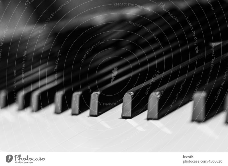 Piano keys_black and white Black & white photo Musical instrument Detail Close-up Instrument of action