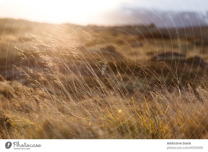 Dry grassy field in countryside on sunny day spike nature landscape sunlight picturesque valley rural scenic terrain iceland daytime spectacular dry reed meadow