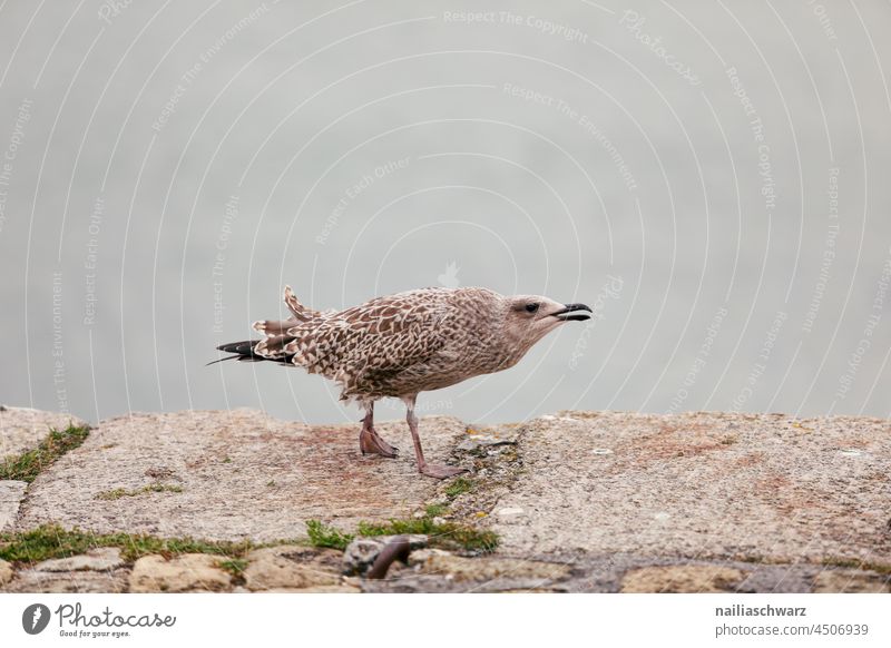 moeve Full-length Animal portrait Colour photo Deserted Ease Nature waterfowl Seagull Happiness seagull Bird young animal Chick Beach Atlantic Ocean France